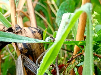Wassertropfen auf verschieden Pflanzenteilen