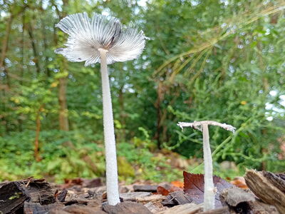 2 Pilze wachsen aus dem Boden, der mit Holzhackschnitzeln bedeckt ist