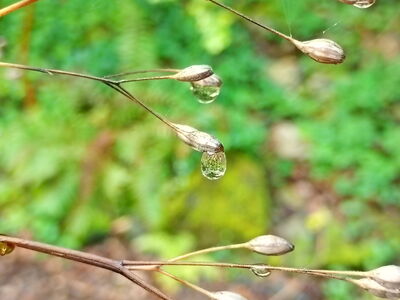 Ein Tropfen hängt an einer vertrockneten Blüte